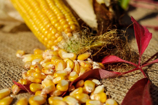 A close up of corn on the cob and other vegetables